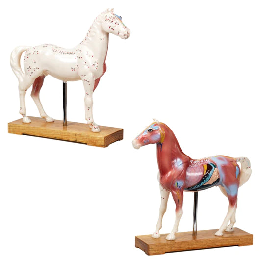 Animal Model, Horse