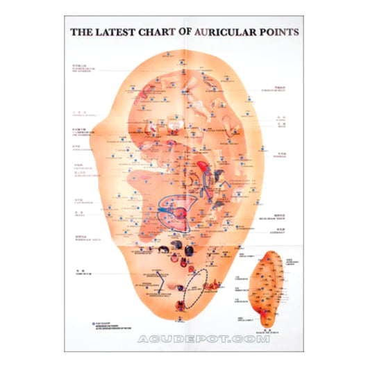 Chart, The Latest Chart of Auricular Points