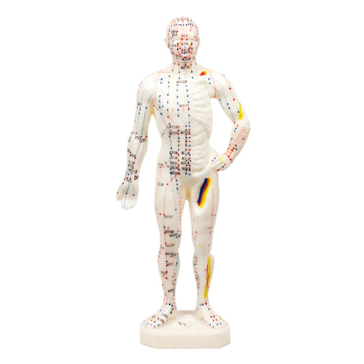 Human Acupuncture Model 11