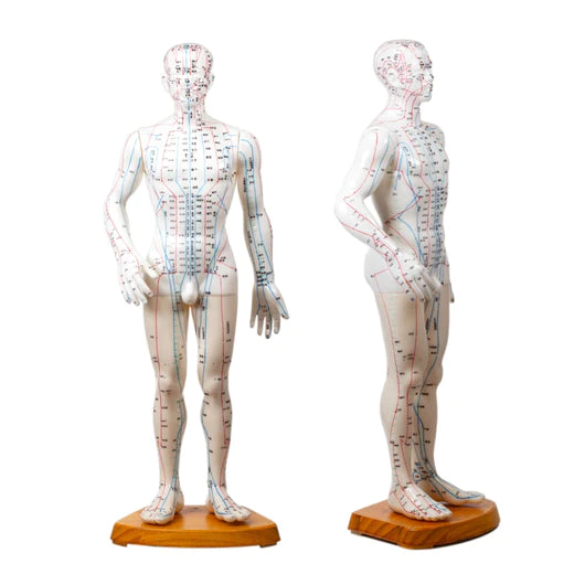 Human Acupuncture Model, 20