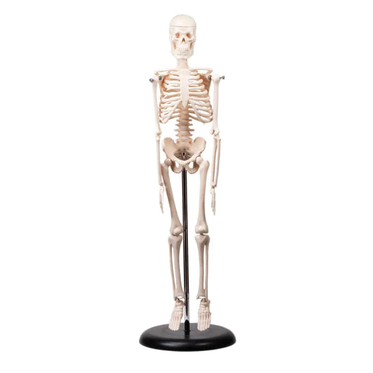 Human Skeleton Model 16.5