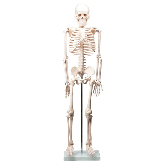 Human Skeleton Model 33.5