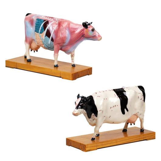 Animal Model, Cow