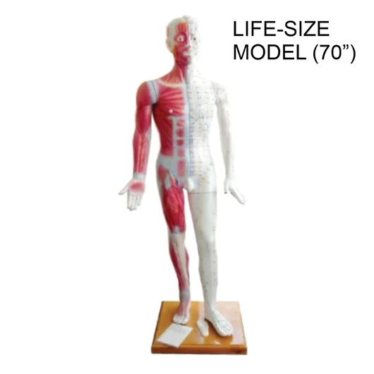 Life Size Human Acupuncture Model 71