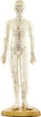 Human Acupuncture Model 19