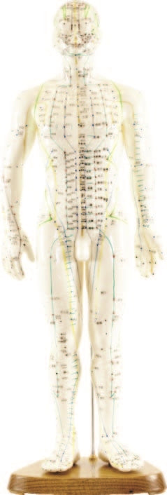 Human Acupuncture Model 24